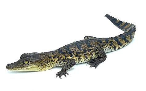 moreletti crocodile hermes|moreletii crocodile.